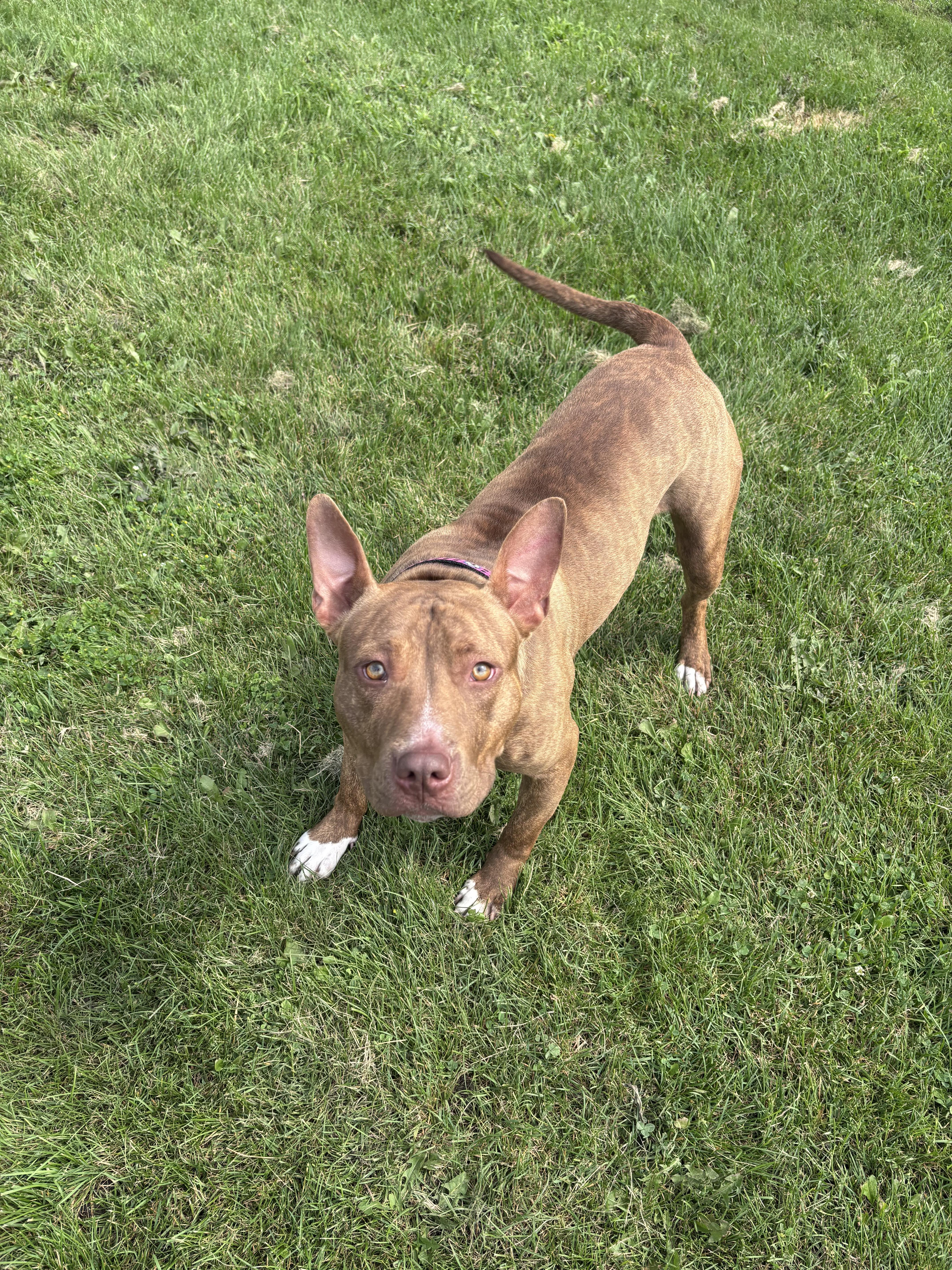 Enlarge Rose, an adopted mixed breed in Bowmanville, ON image 4/4