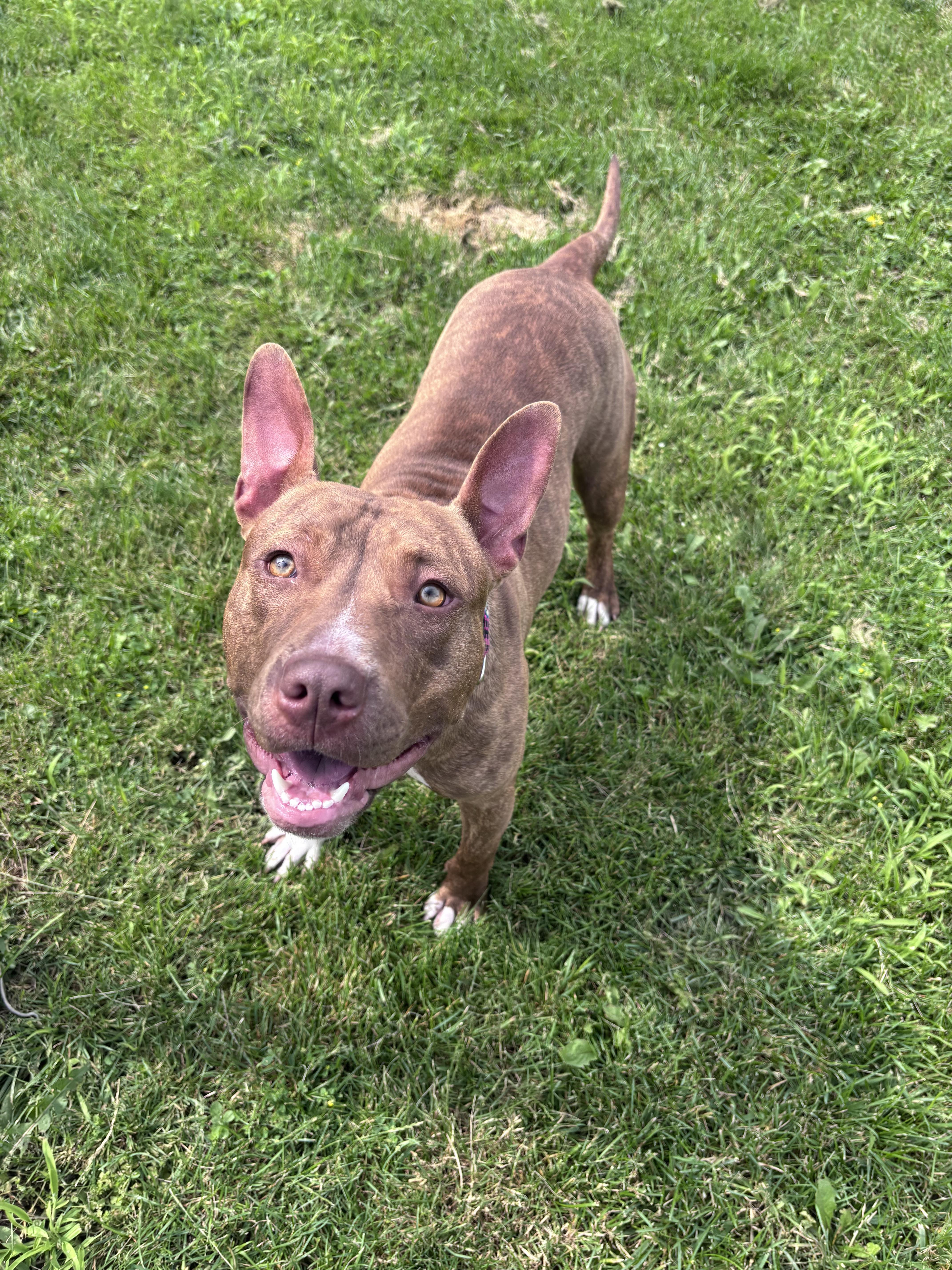 Enlarge Rose, an adopted mixed breed in Bowmanville, ON image 2/4