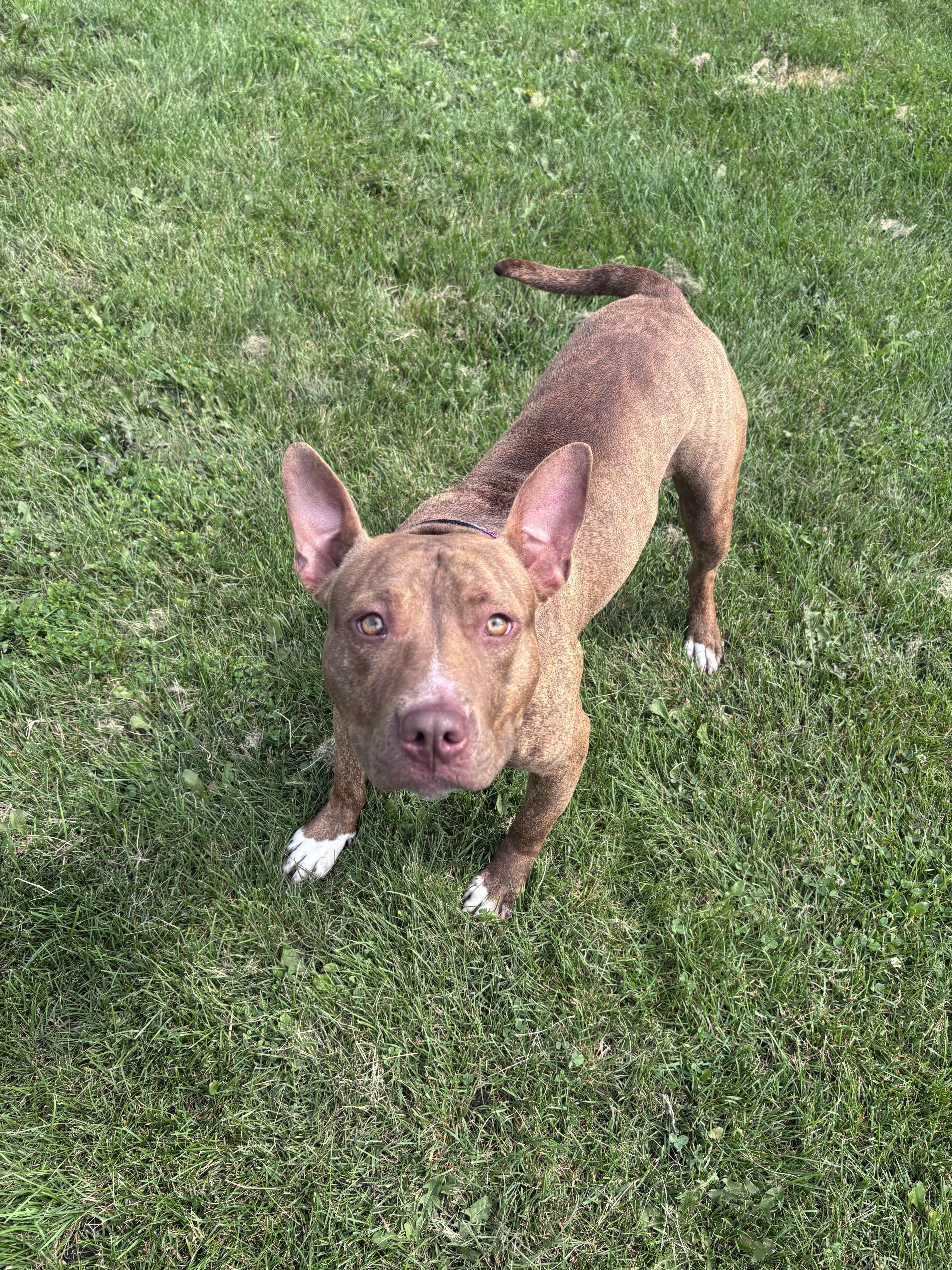 Enlarge Rose, an adopted mixed breed in Bowmanville, ON image 3/4