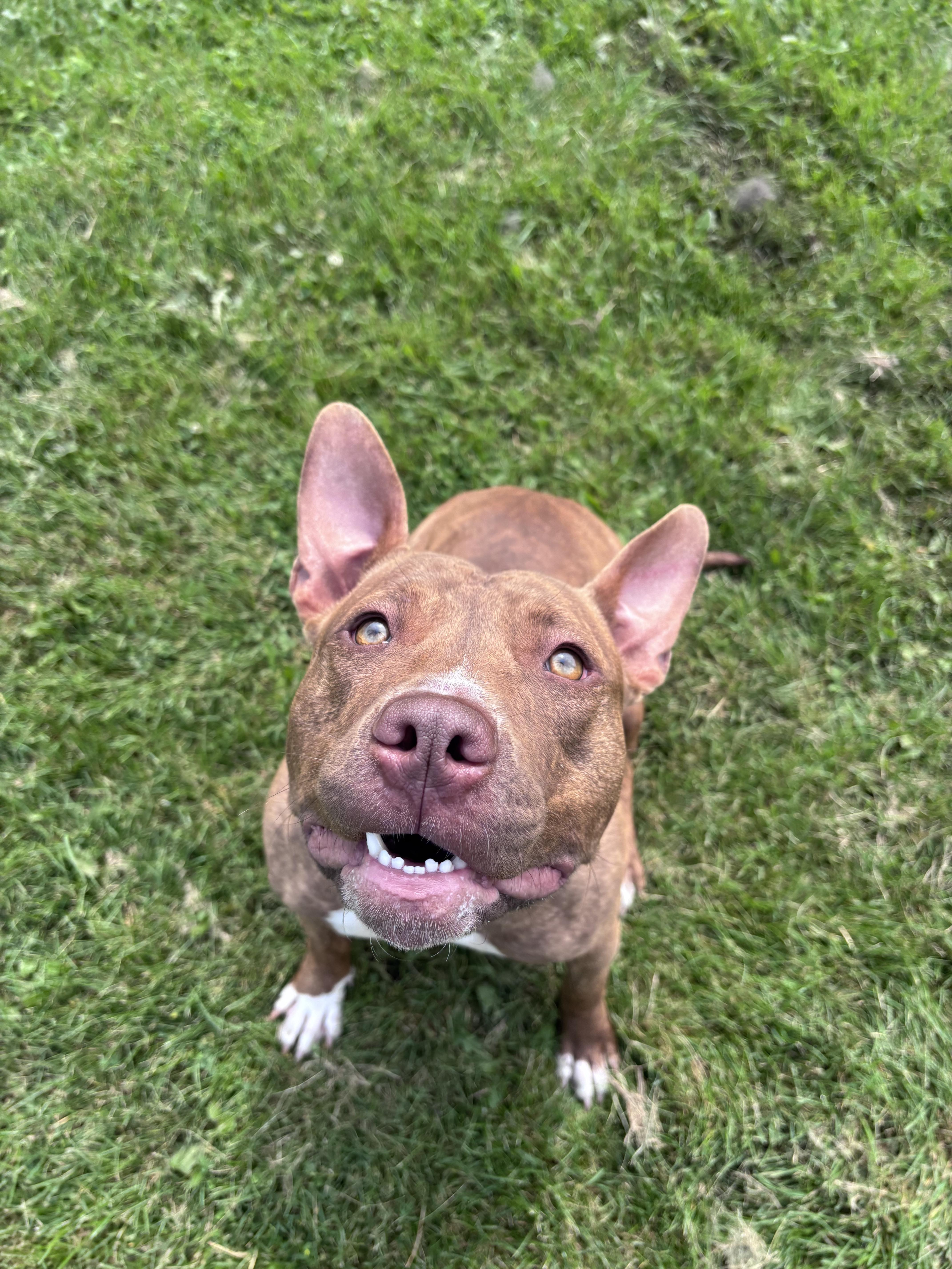 Rose, adopted, Young Female American Bulldog.
