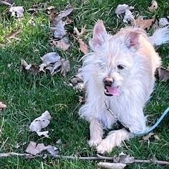 KIMBO, Adoptable, Adult Male Cairn Terrier & Chihuahua.