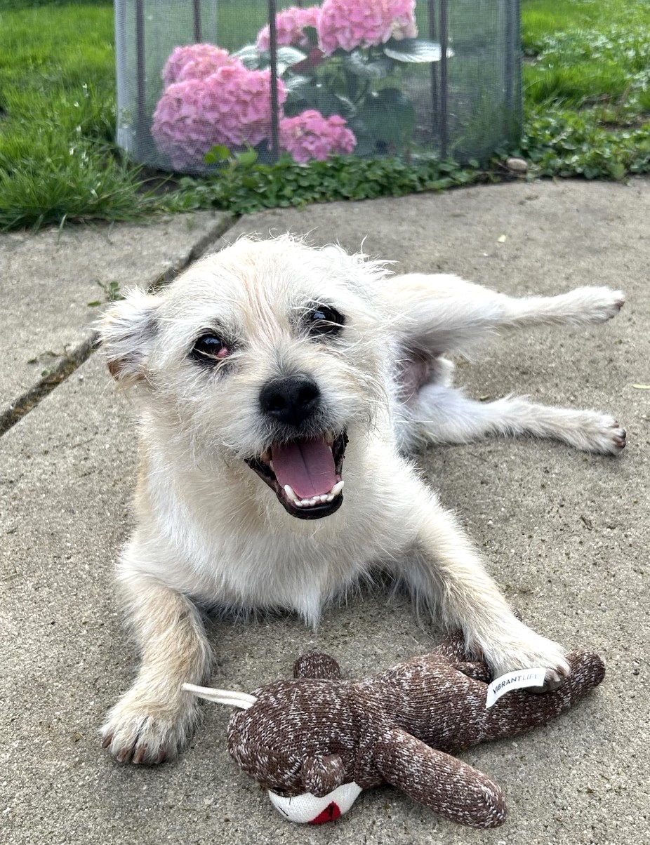 KIMBO, a Adoptable mixed breed in Westmont, IL image 5/6