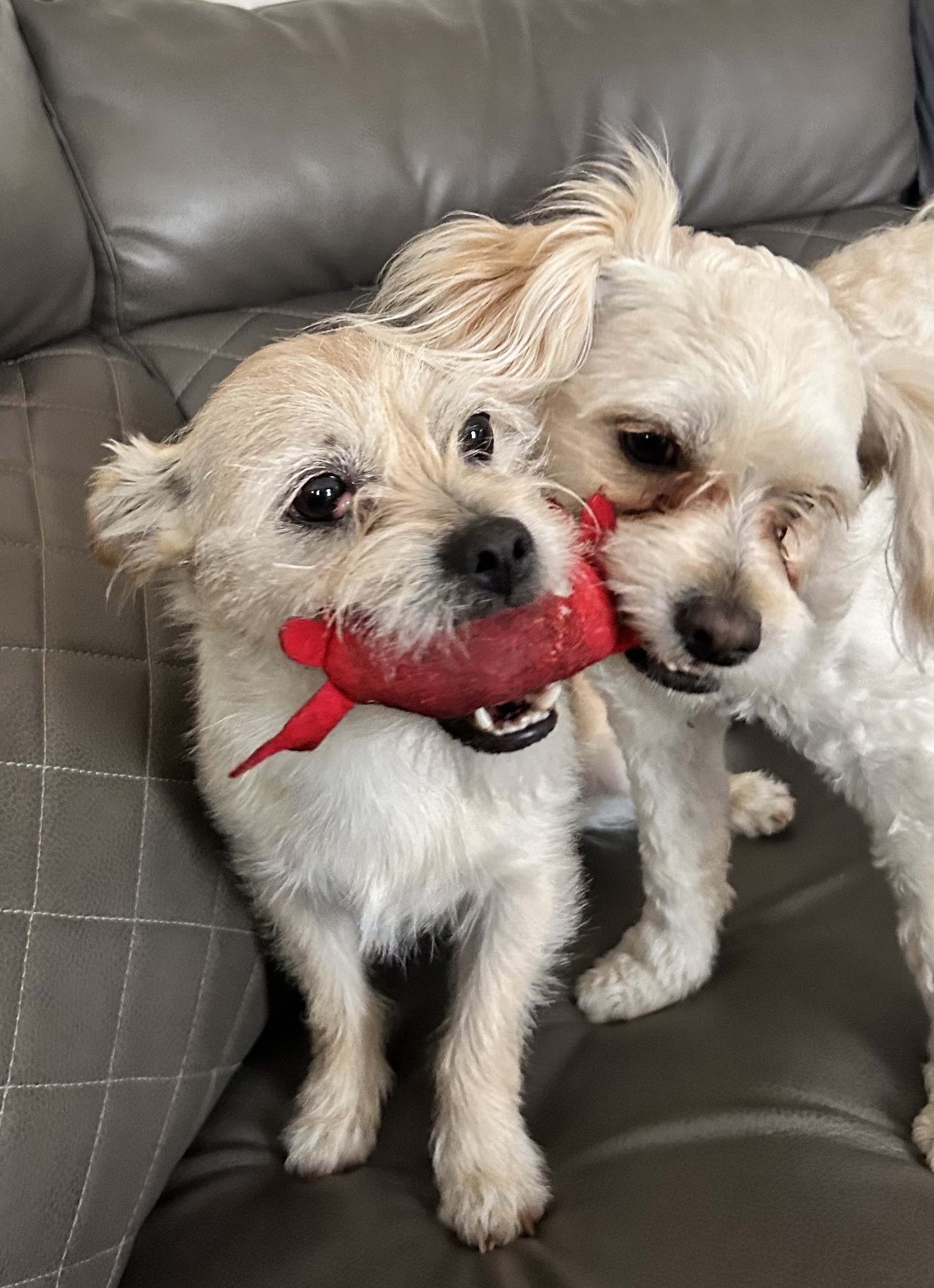 KIMBO, a Adoptable mixed breed in Westmont, IL image 3/6