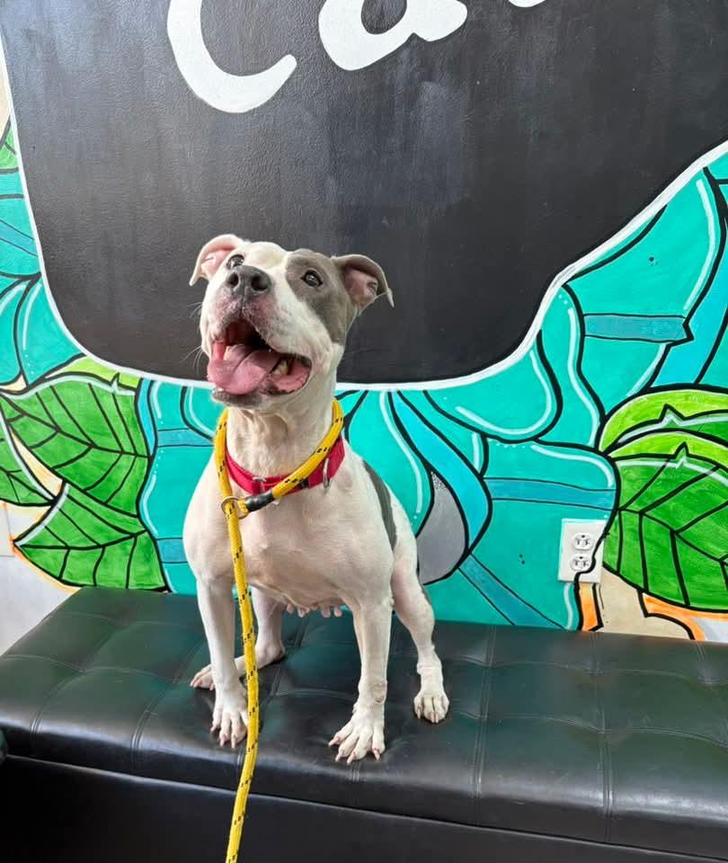 XENA. tinycauseadopt@gmail.com, a Adoptable mixed breed in Vandergrift, PA image 2/3