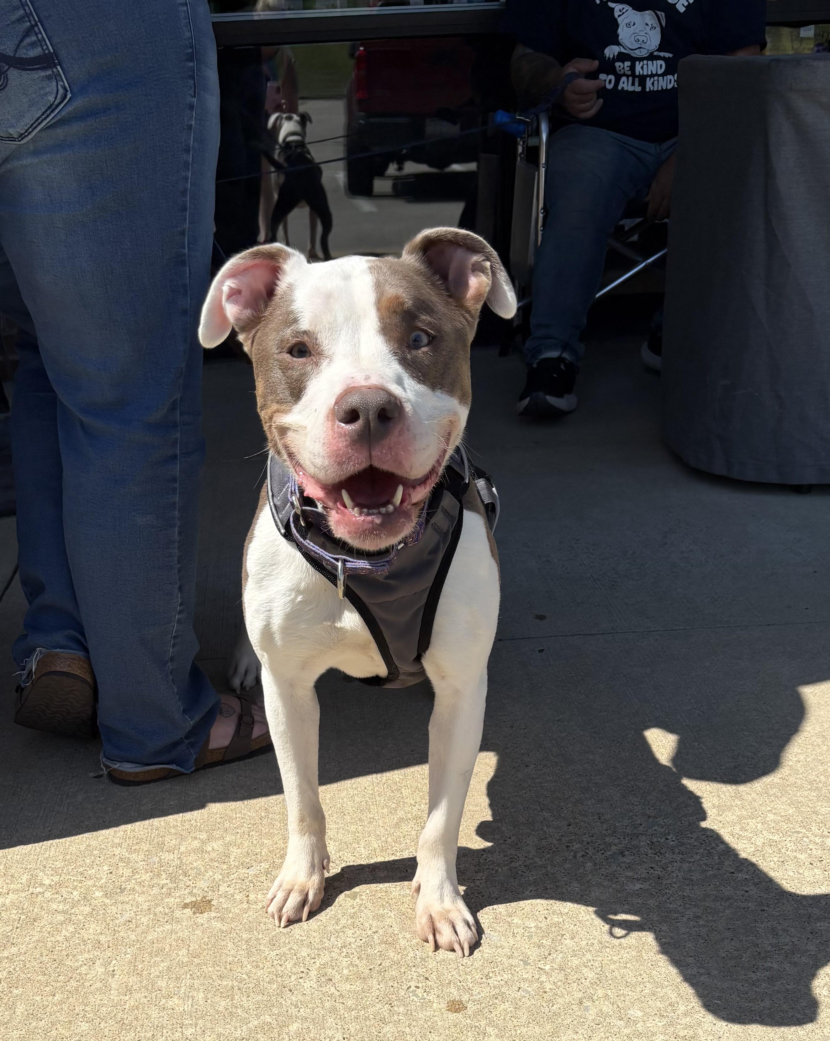 XENA. tinycauseadopt@gmail.com, a Adoptable mixed breed in Vandergrift, PA image 3/3