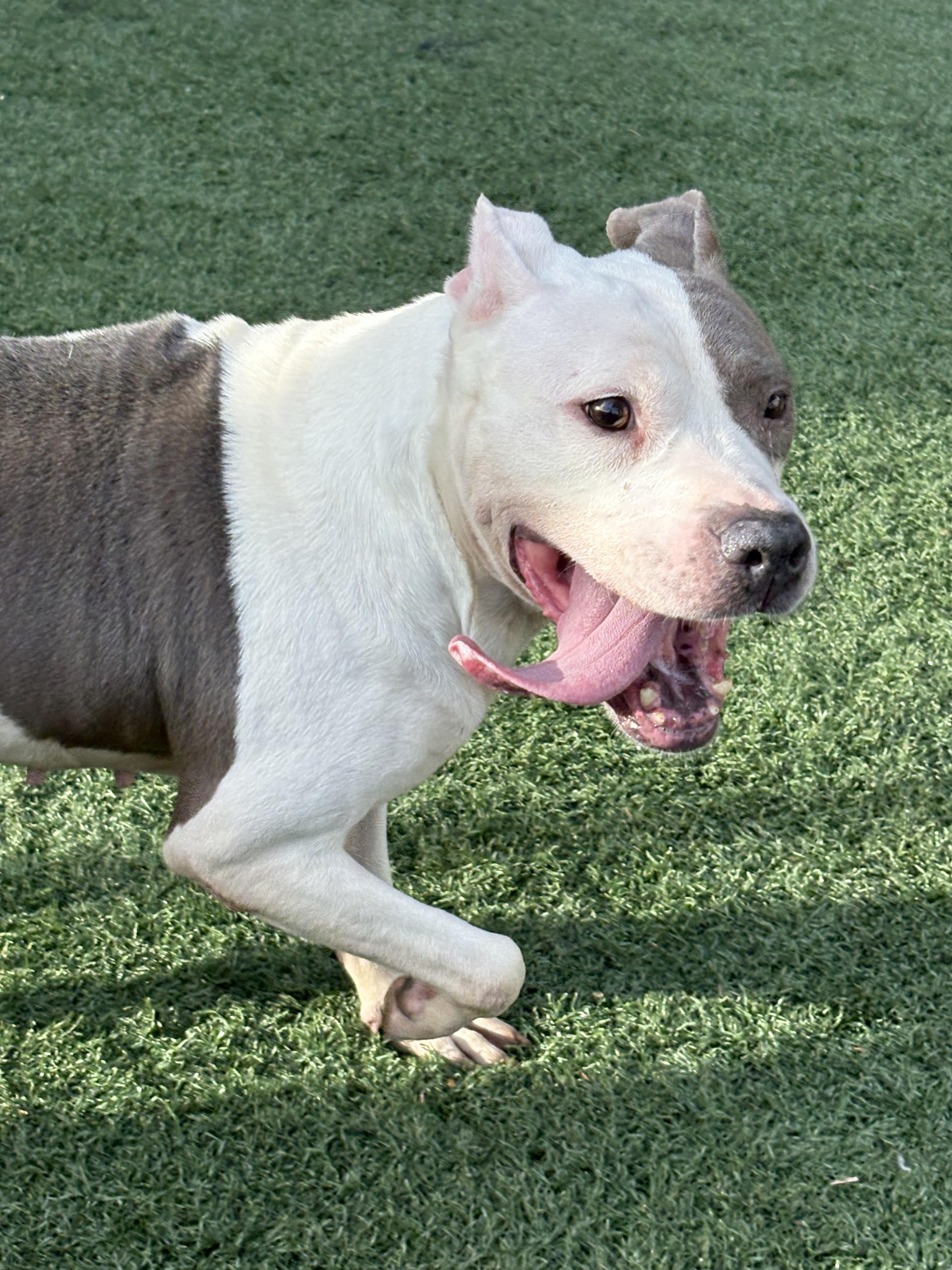 Enlarge XENA. tinycauseadopt@gmail.com, a Adoptable mixed breed in Vandergrift, PA image 5/5