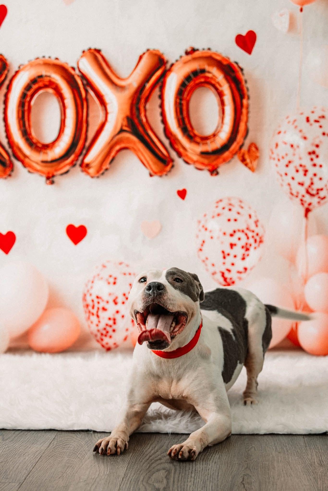 Enlarge XENA. tinycauseadopt@gmail.com, a Adoptable mixed breed in Vandergrift, PA image 2/5