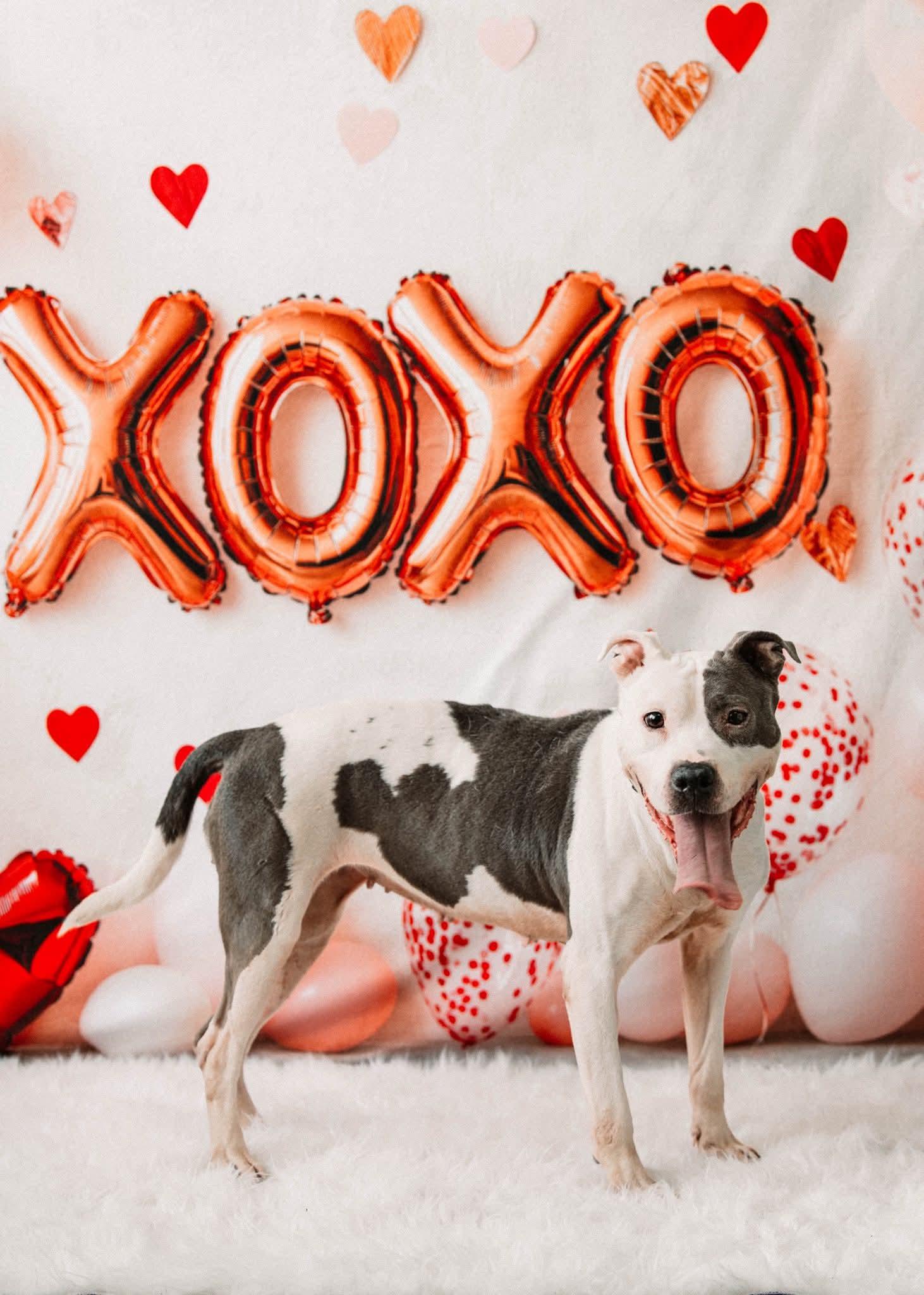 XENA. tinycauseadopt@gmail.com, Adoptable, Adult Female Pit Bull Terrier.