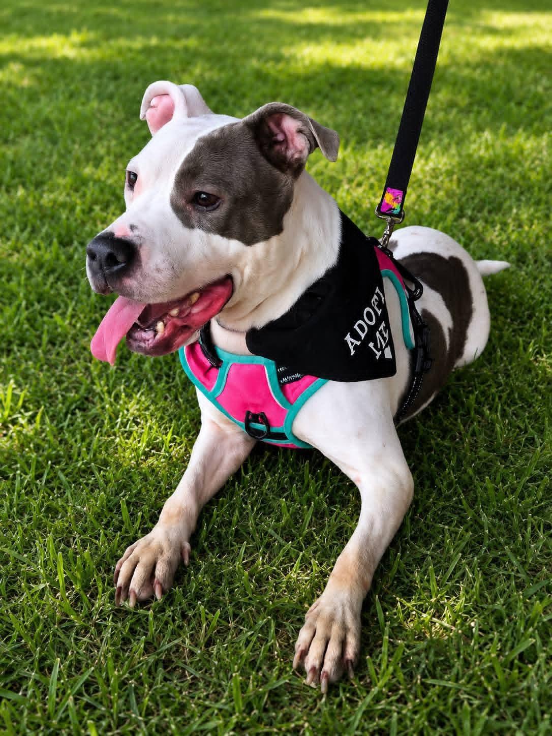 XENA. tinycauseadopt@gmail.com, a Adoptable mixed breed in Vandergrift, PA image 1/6