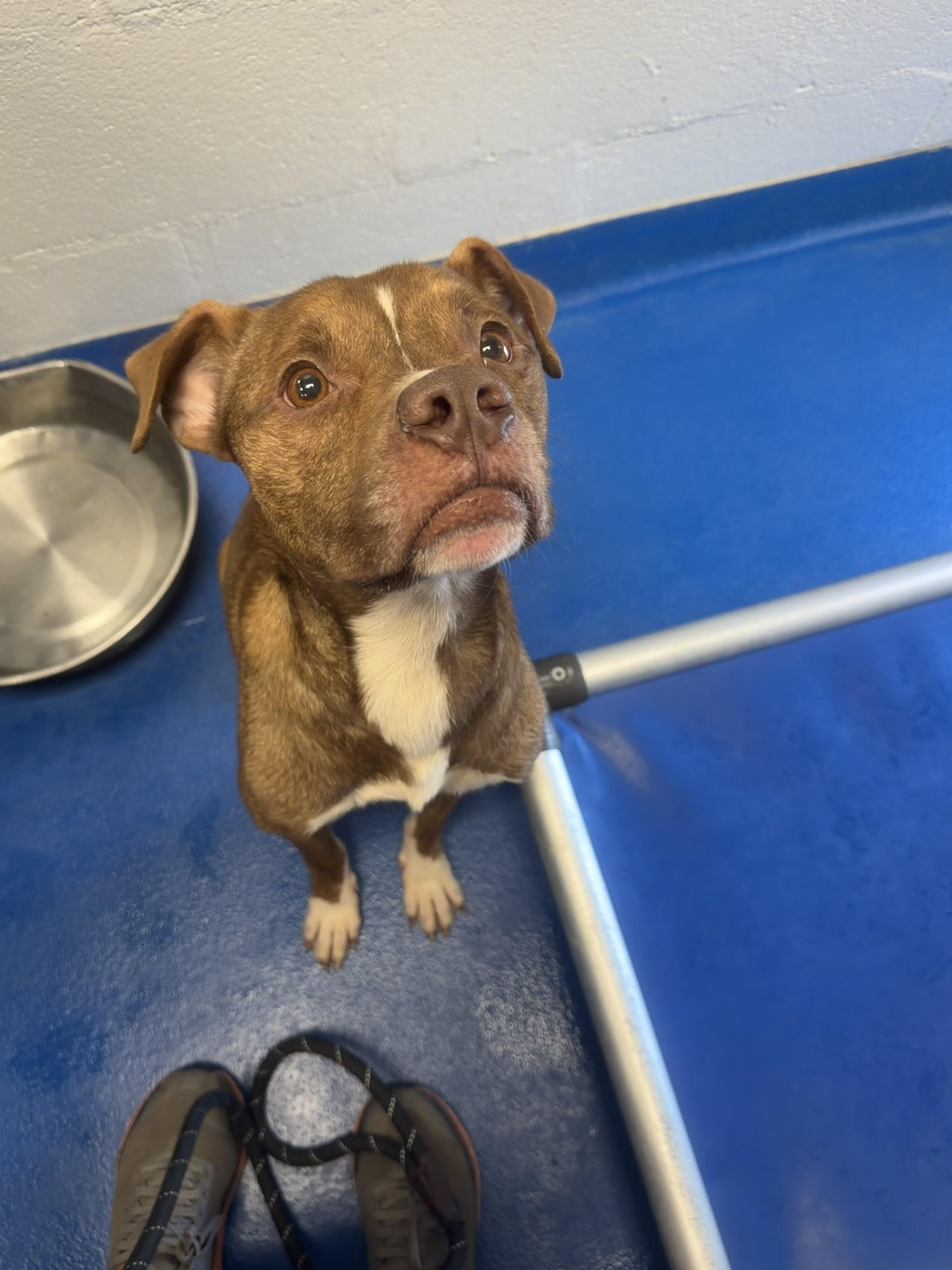 Enlarge Gunther, a Adoptable Terrier in Lancaster, SC image 3/3
