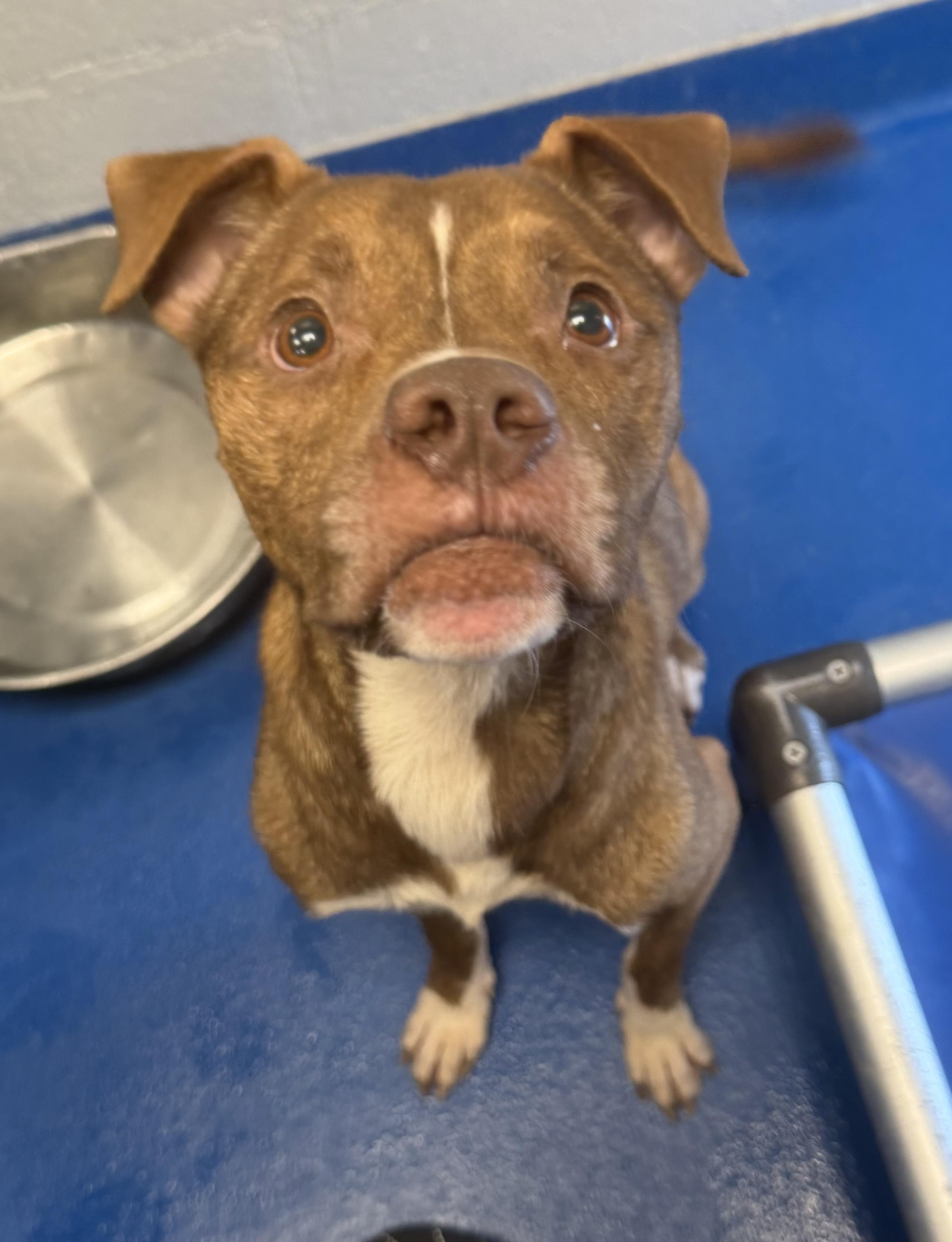 Enlarge Gunther, a Adoptable Terrier in Lancaster, SC image 2/3