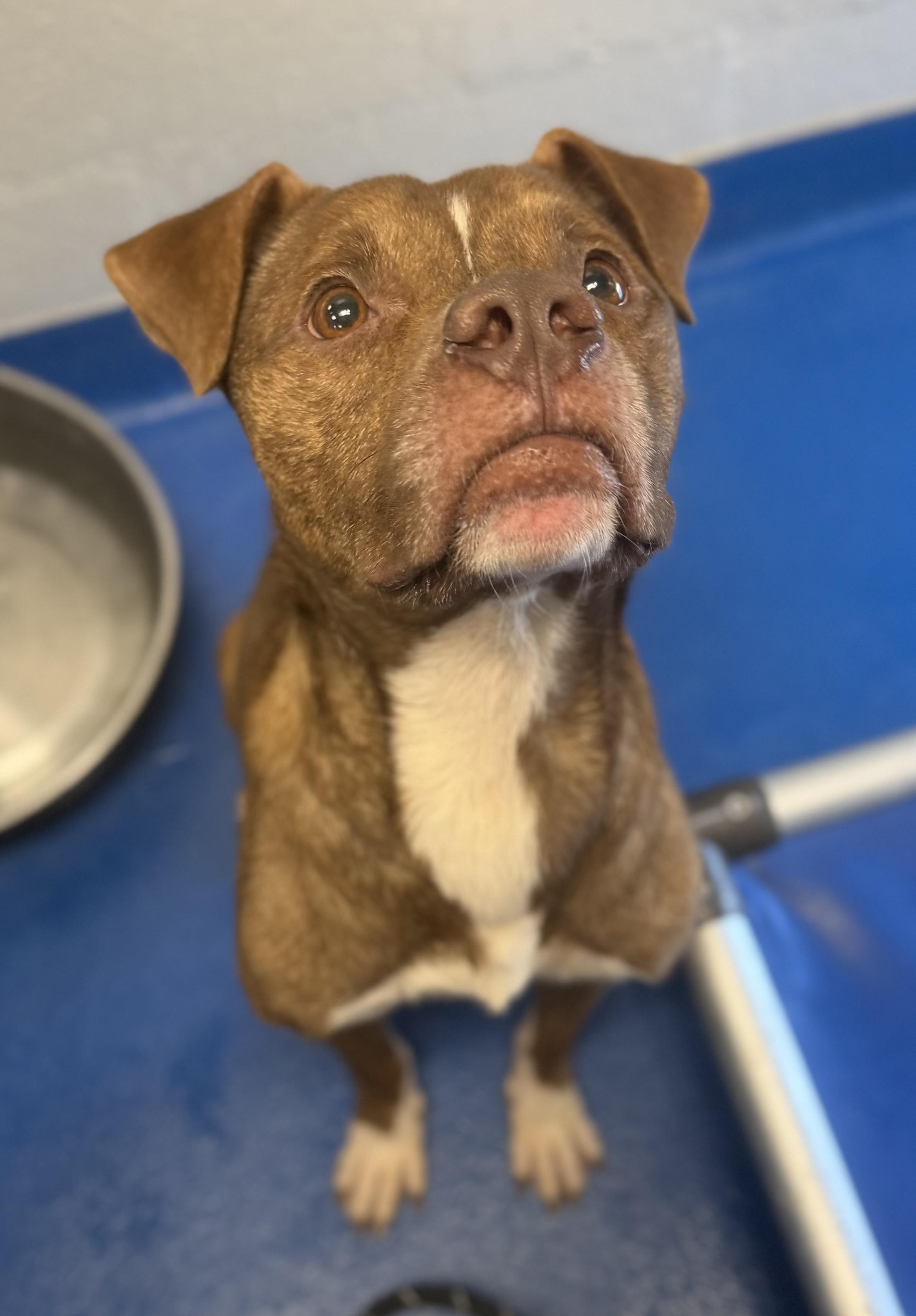 Gunther, Adoptable, Young Male Terrier.