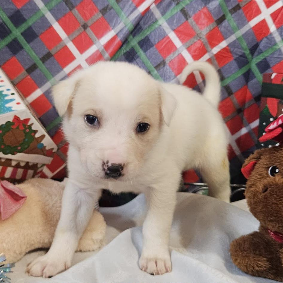 Dark Purple collar, Adoptable, Puppy Female Great Pyrenees & Shepherd.