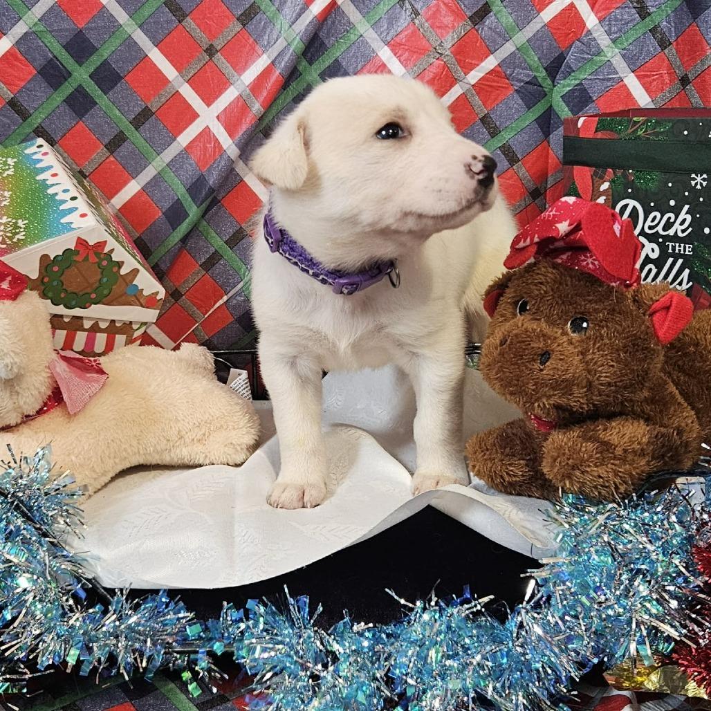 Enlarge Dark Purple collar, a Adoptable mixed breed in callao, VA image 2/3