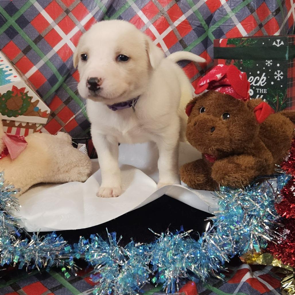 Enlarge Dark Purple collar, a Adoptable mixed breed in callao, VA image 3/3