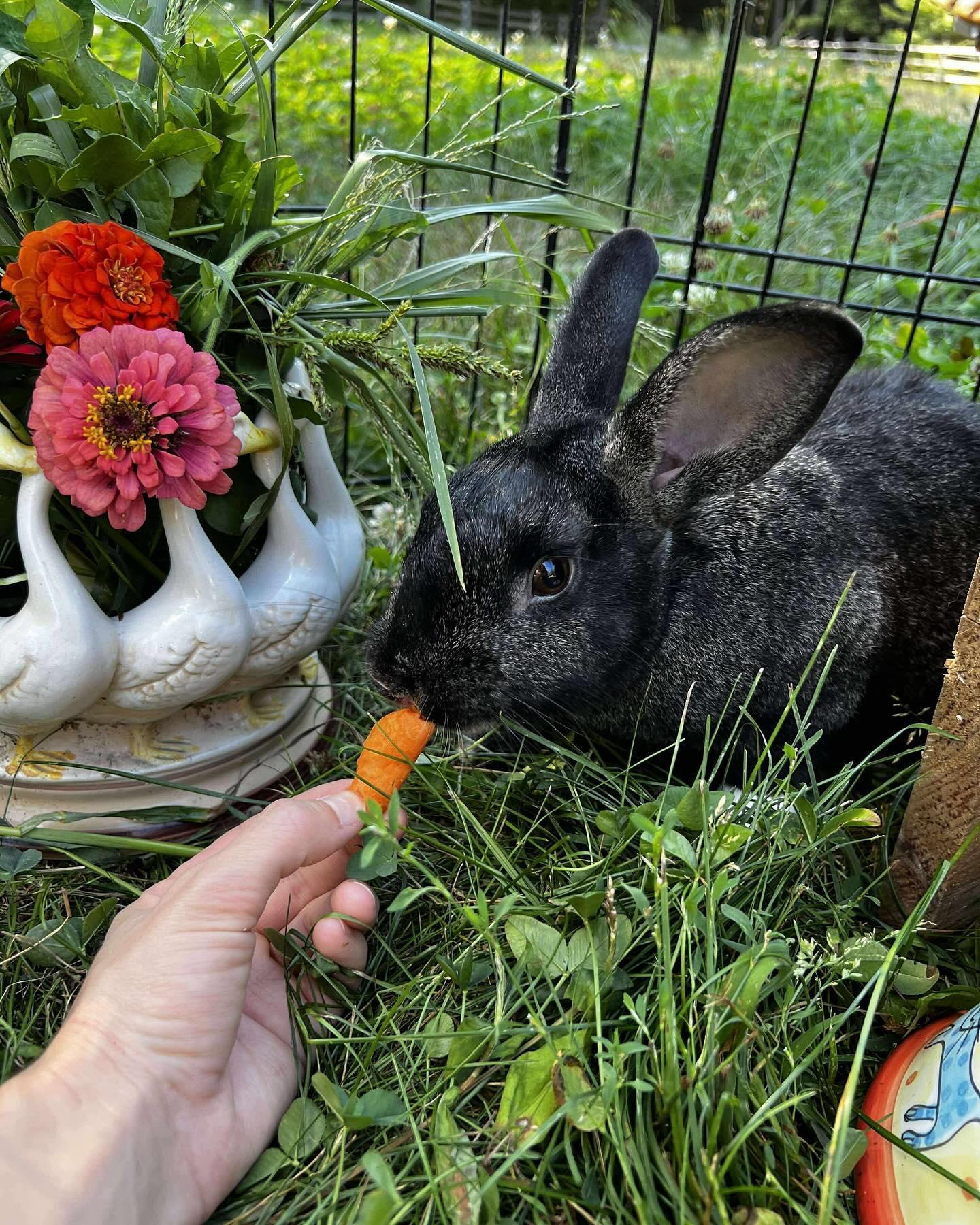 Scout, a Adoptable mixed breed in Norway, ME image 6/6