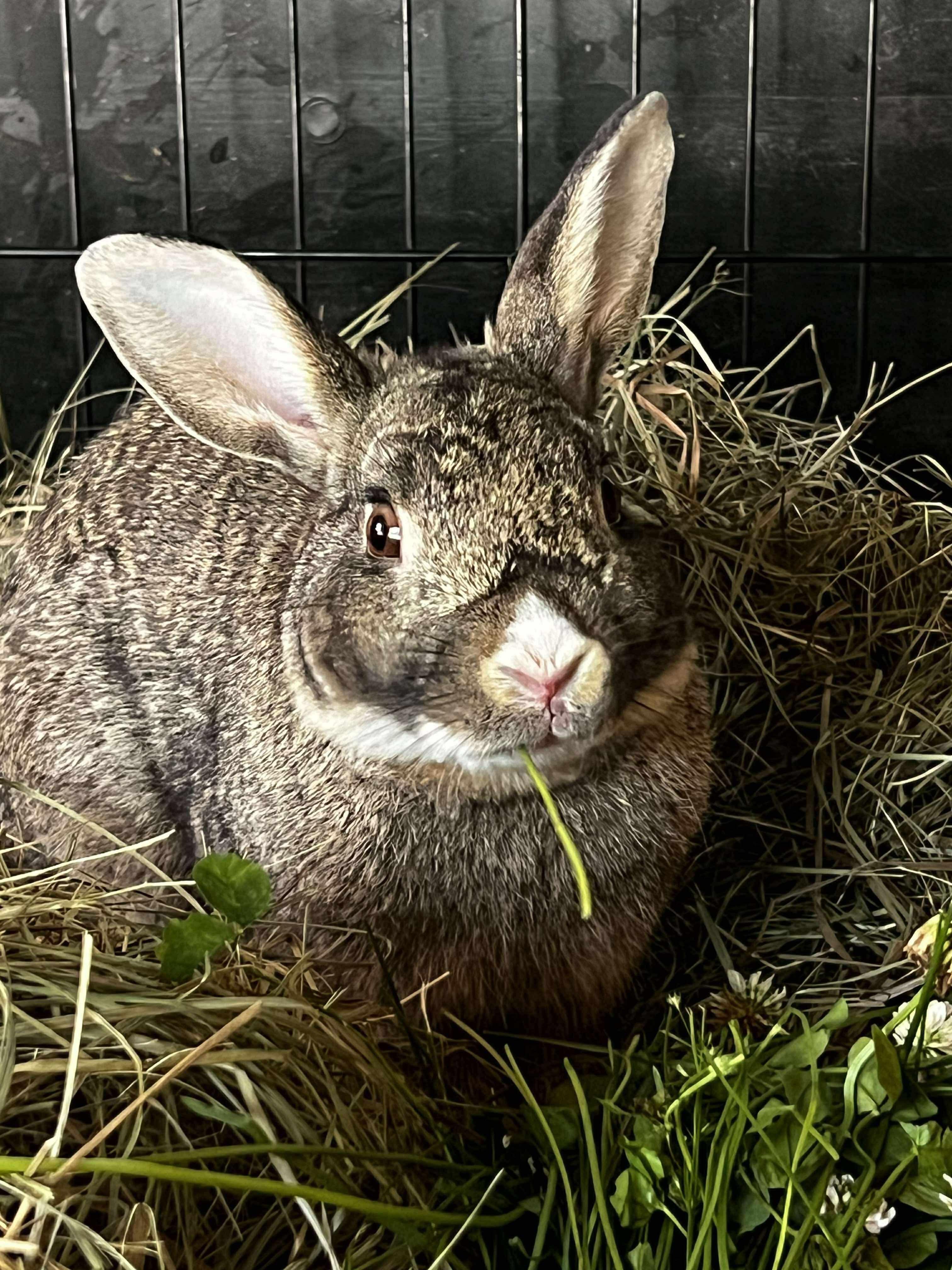 Scout, Adoptable, Young Male Bunny Rabbit.