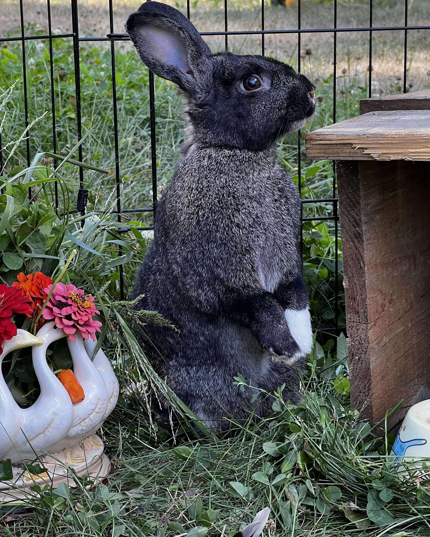 Scout, a Adoptable mixed breed in Norway, ME image 5/6