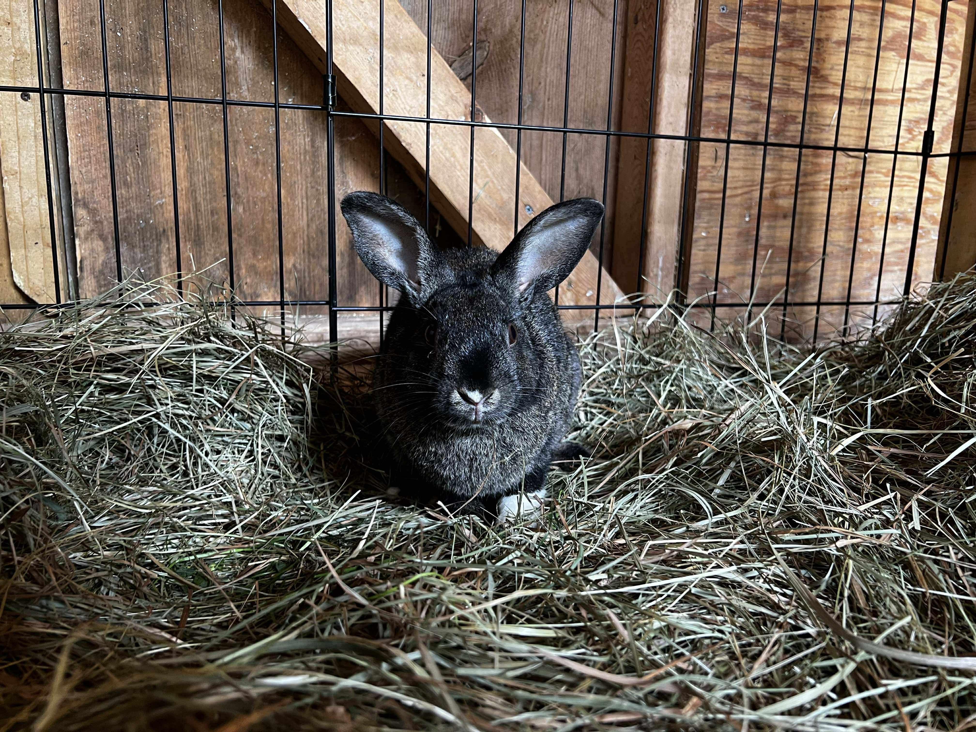 Scout, a Adoptable mixed breed in Norway, ME image 4/6