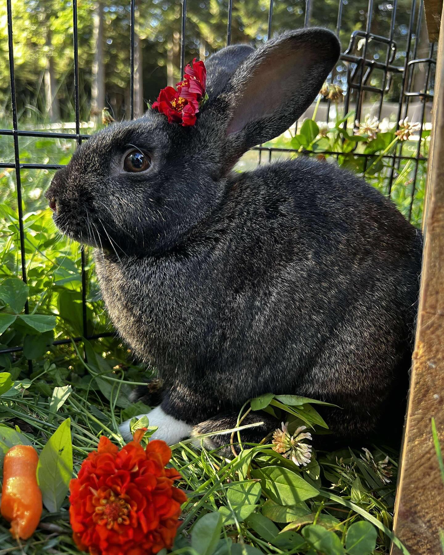 Scout, a Adoptable mixed breed in Norway, ME image 1/6