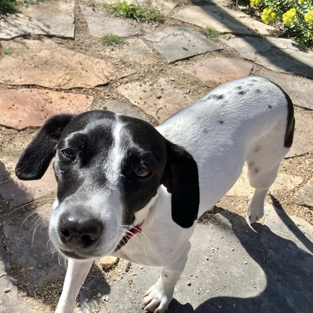 Gemma (Courtesy Listing)