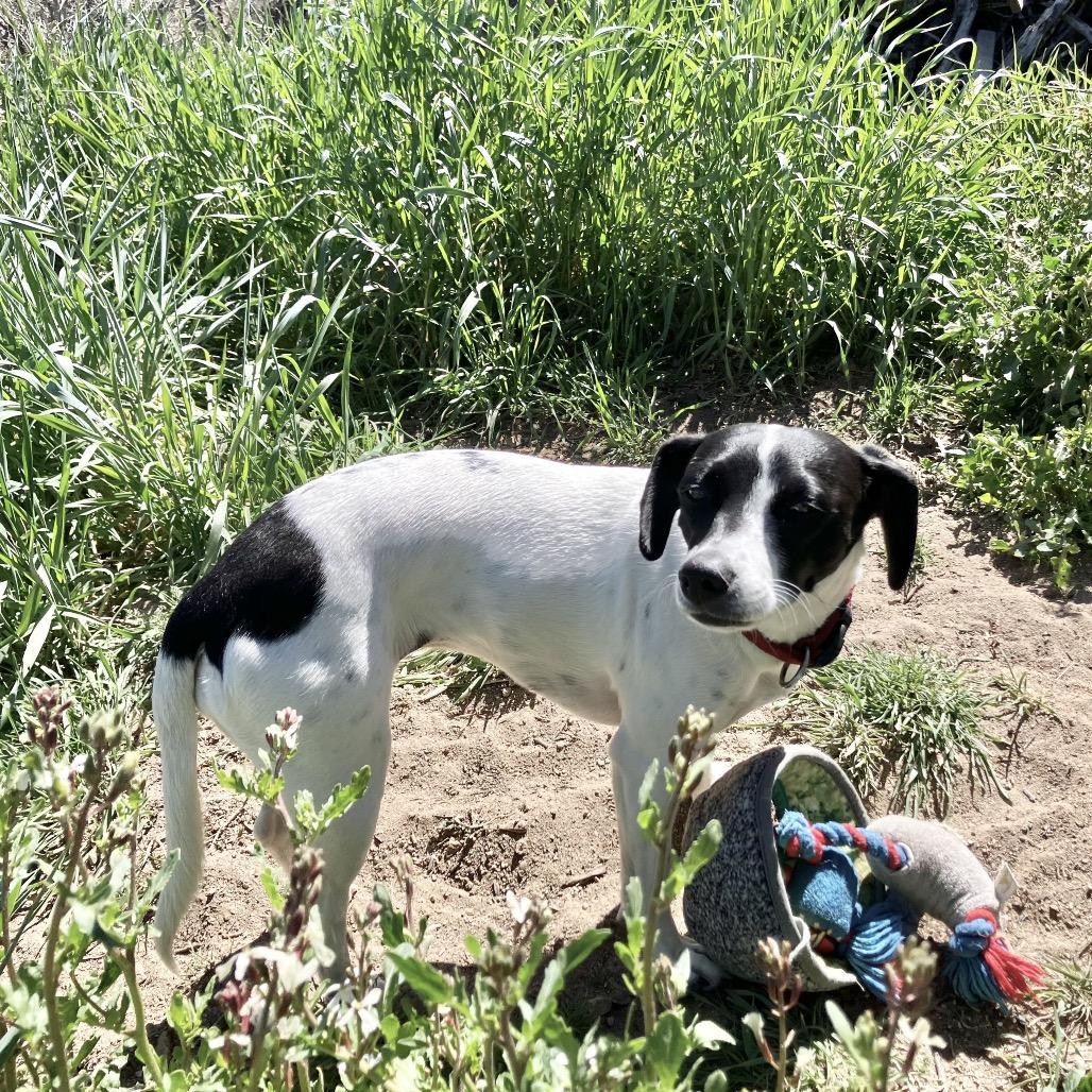 Gemma (Courtesy Listing) — thumbnail 3