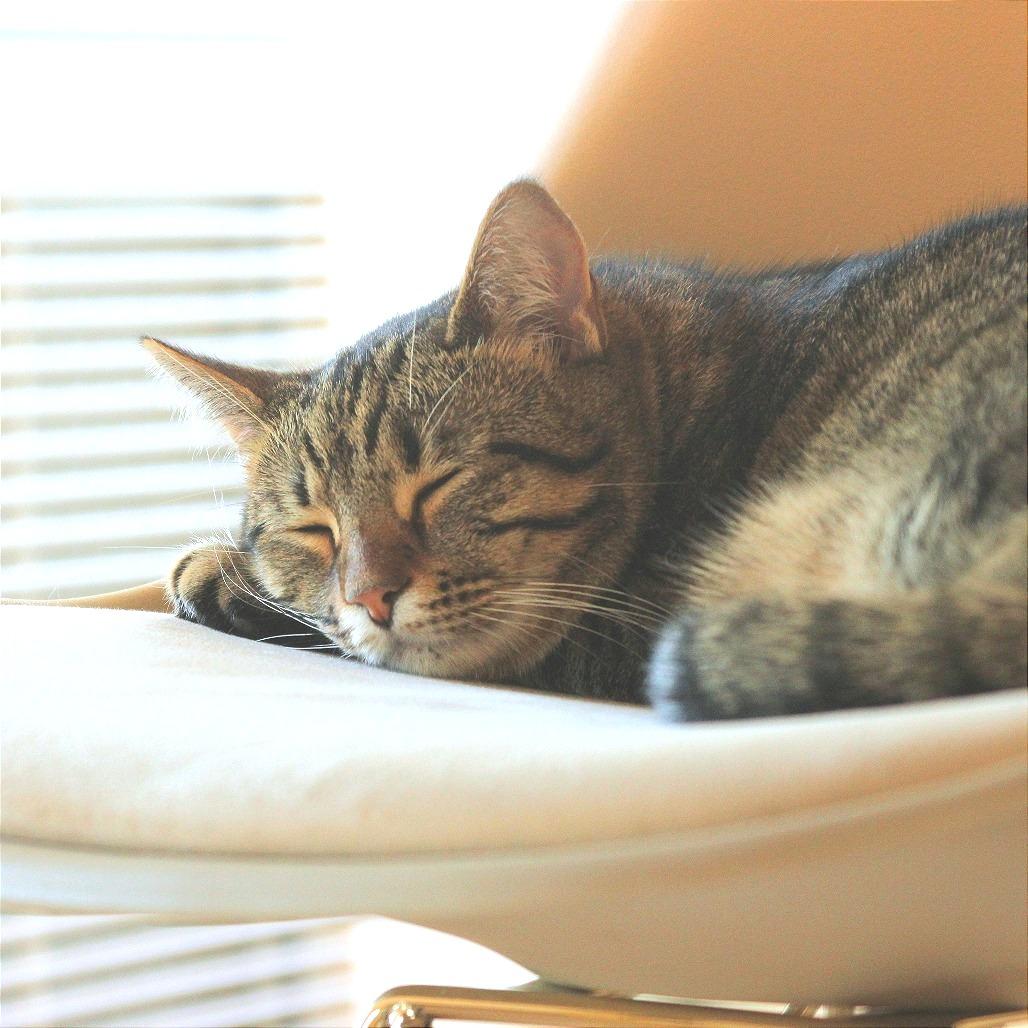 Sunshine, Adoptable, Adult Female Domestic Short Hair.