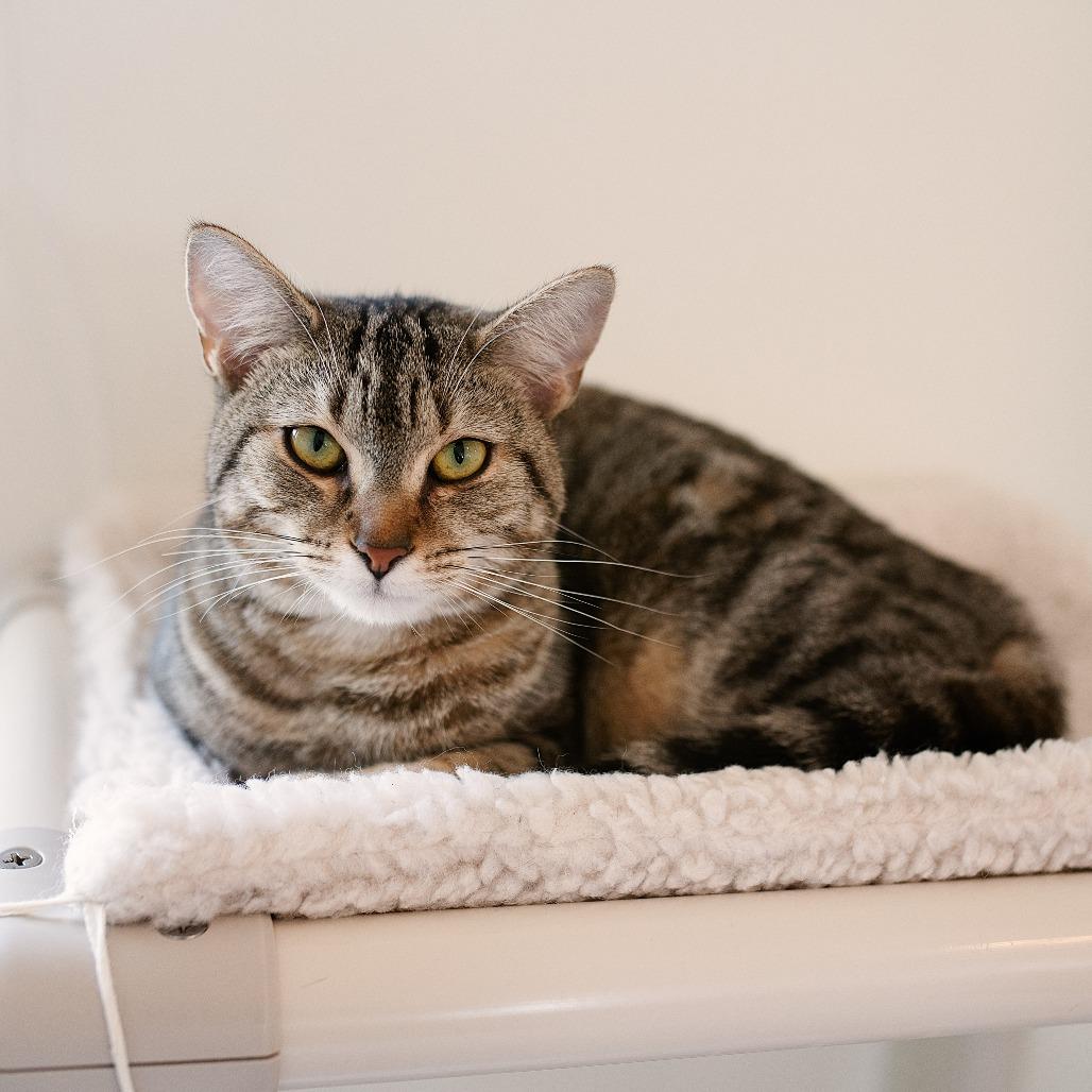 Sunshine, a Adoptable Domestic Short Hair in Chapel Hill, NC image 1/5