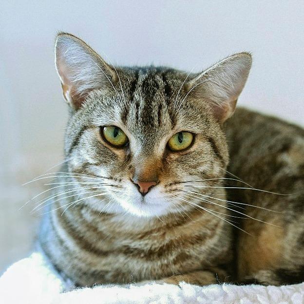 Enlarge Sunshine, a Adoptable Domestic Short Hair in Chapel Hill, NC image 2/3