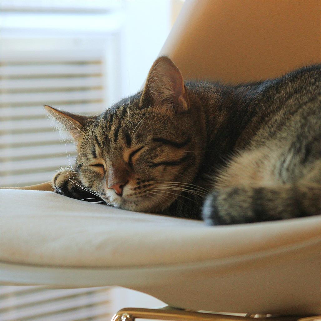 Sunshine, a Adoptable Domestic Short Hair in Chapel Hill, NC image 2/5