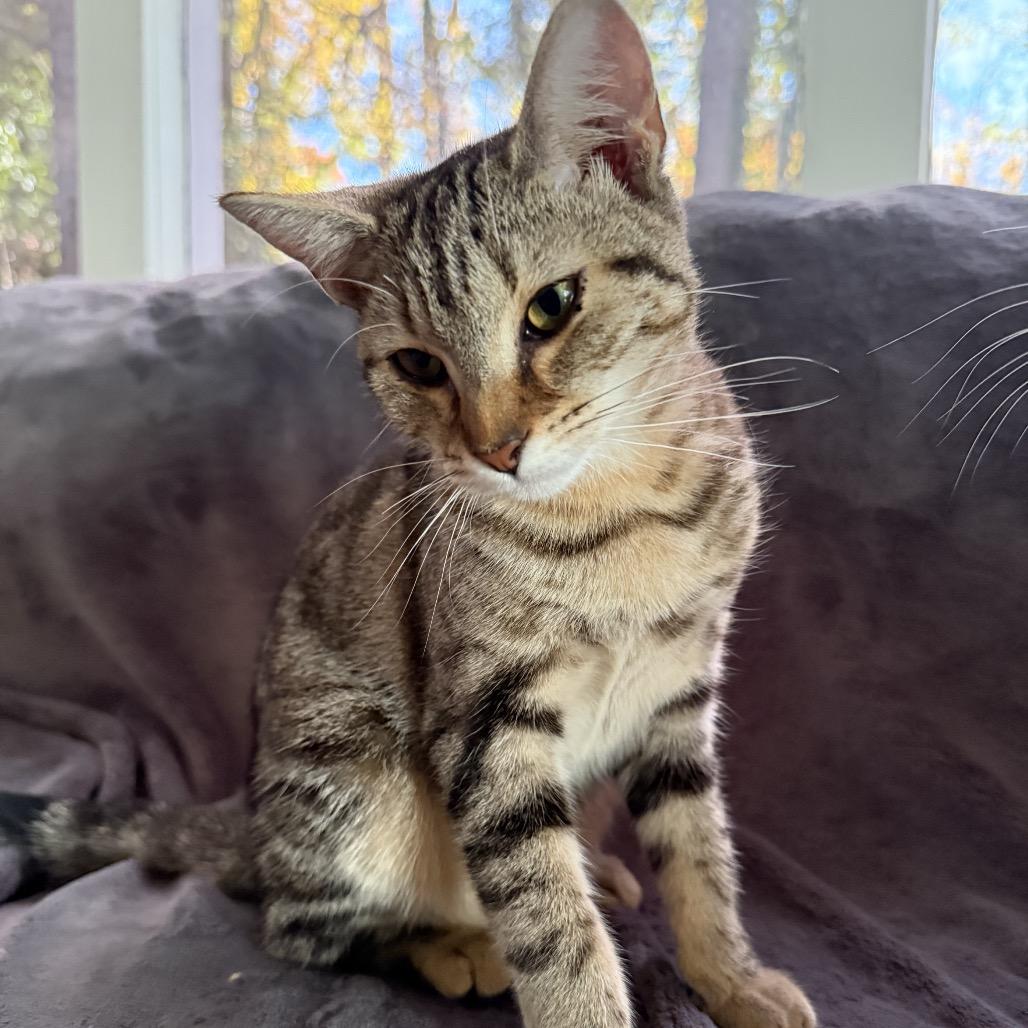 Sunshine, a Adoptable Domestic Short Hair in Chapel Hill, NC image 3/5
