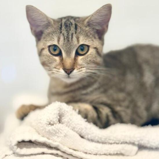 Sunshine, a Adoptable Domestic Short Hair in Chapel Hill, NC image 5/5