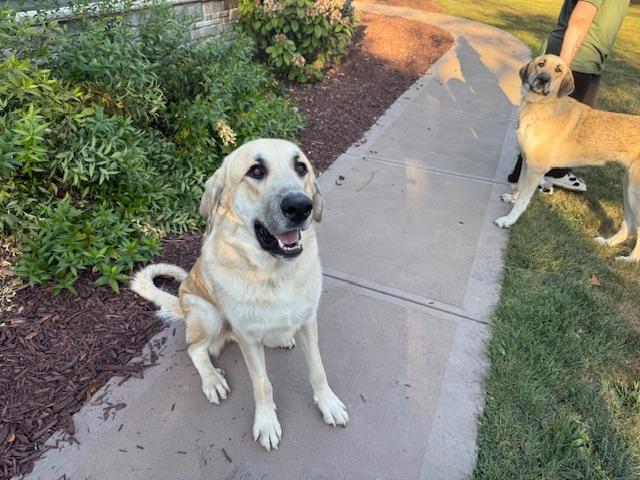 Finley, Adoptable, Young Male Anatolian Shepherd.