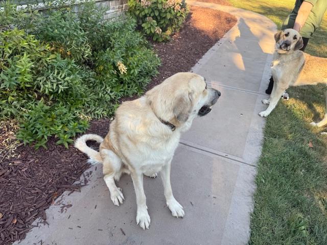 Enlarge Finley, a Adoptable mixed breed in Massillon, OH image 2/4