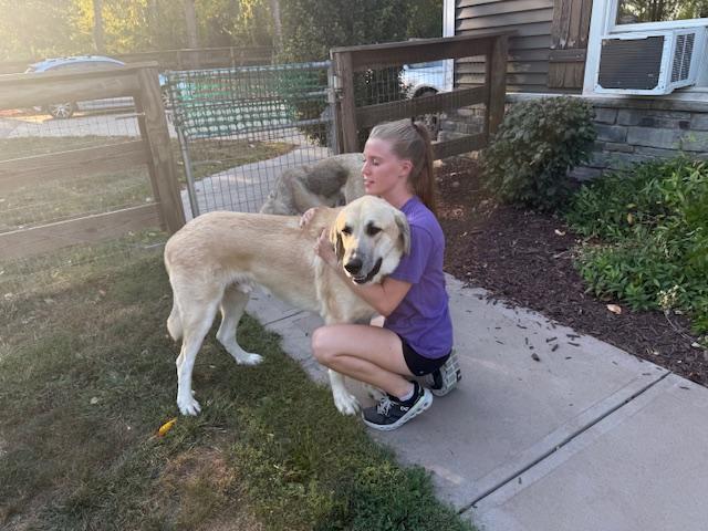 Enlarge Finley, a Adoptable mixed breed in Massillon, OH image 3/4