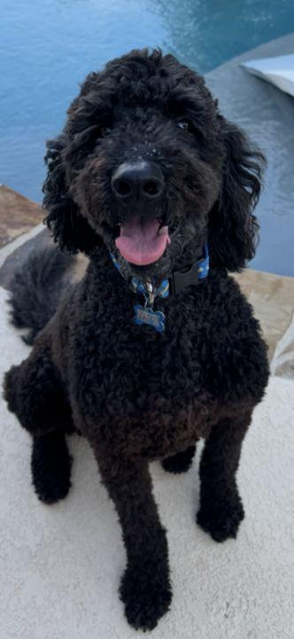 Hootch, an adopted Goldendoodle in San Antonio, TX image 4/6