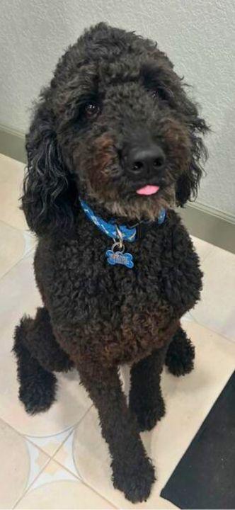 Hootch, an adopted Goldendoodle in San Antonio, TX image 3/6