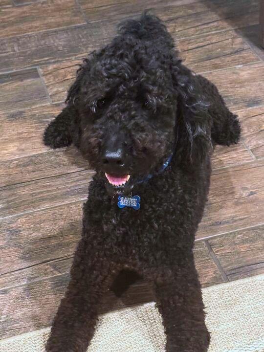 Hootch, an adopted Goldendoodle in San Antonio, TX image 6/6