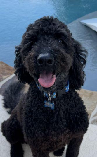 Hootch, an adopted Goldendoodle in San Antonio, TX image 2/6