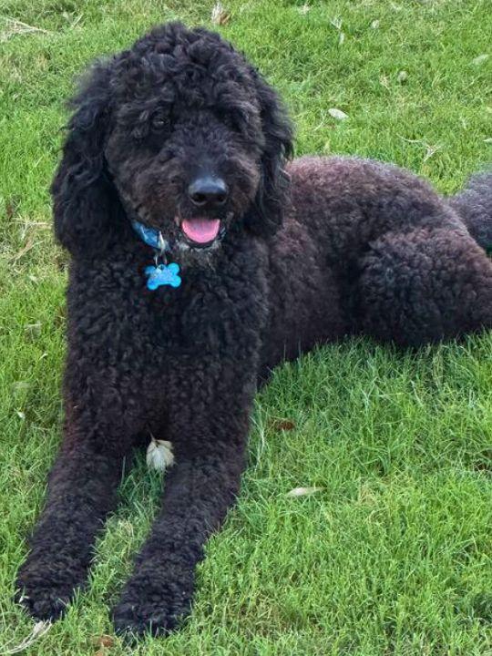 Hootch, an adopted Goldendoodle in San Antonio, TX image 5/6