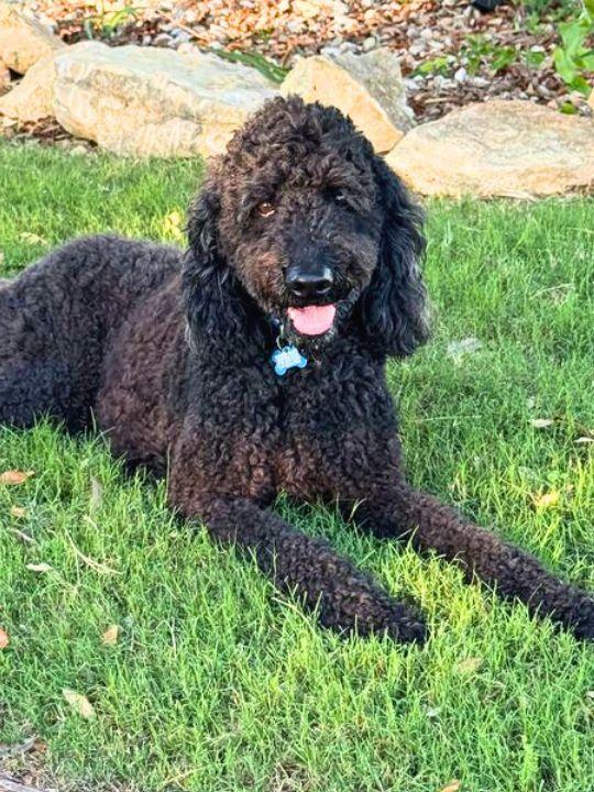 Hootch, adopted, Adult Male Goldendoodle.