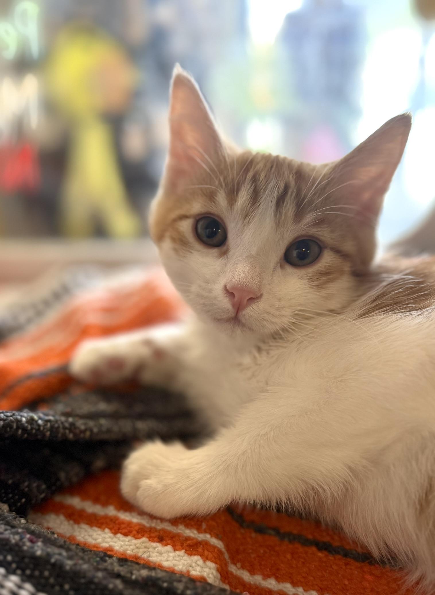 Mack, Adopted, Kitten Male Domestic Medium Hair.