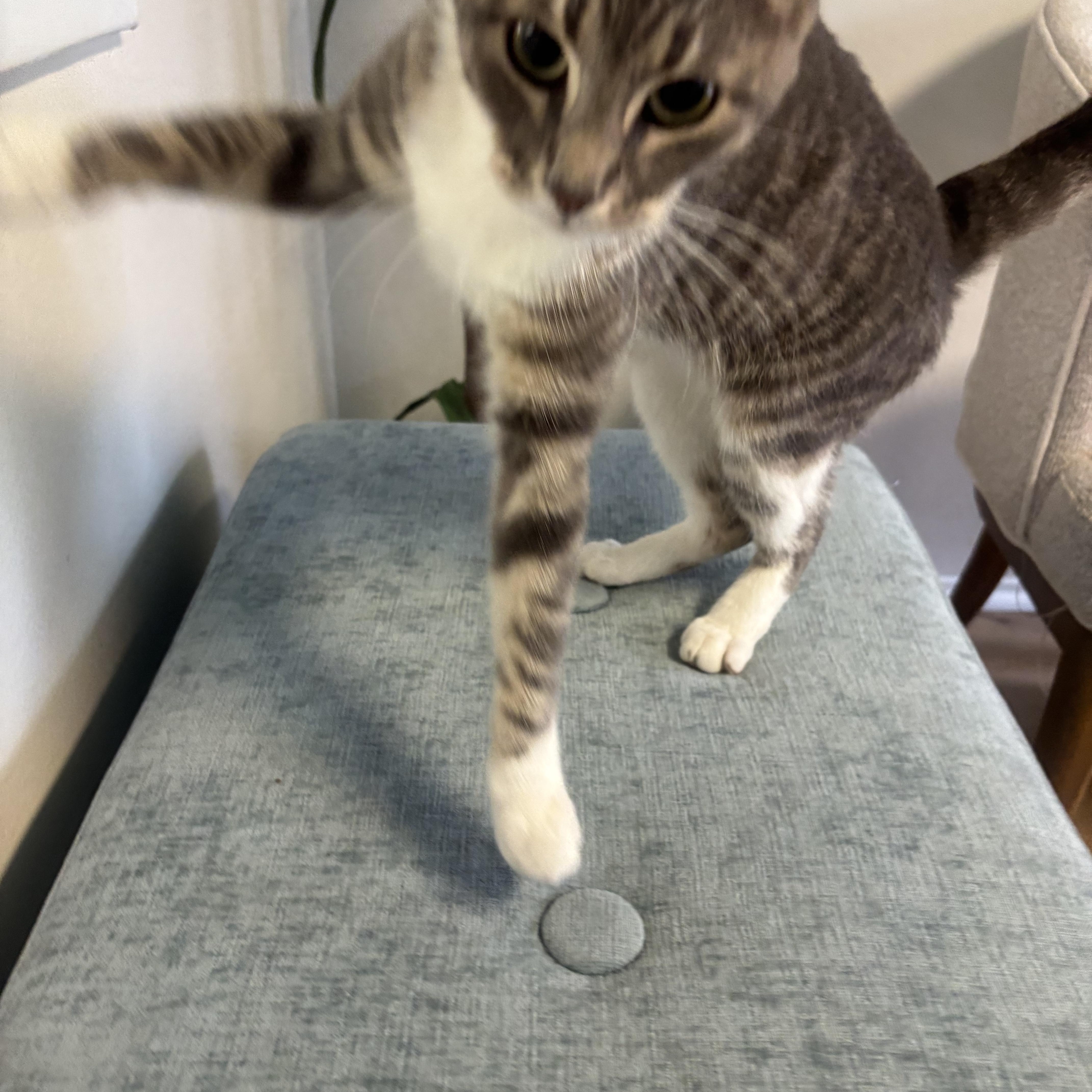 Mickey, an adopted Domestic Short Hair in Whittier, CA image 5/6
