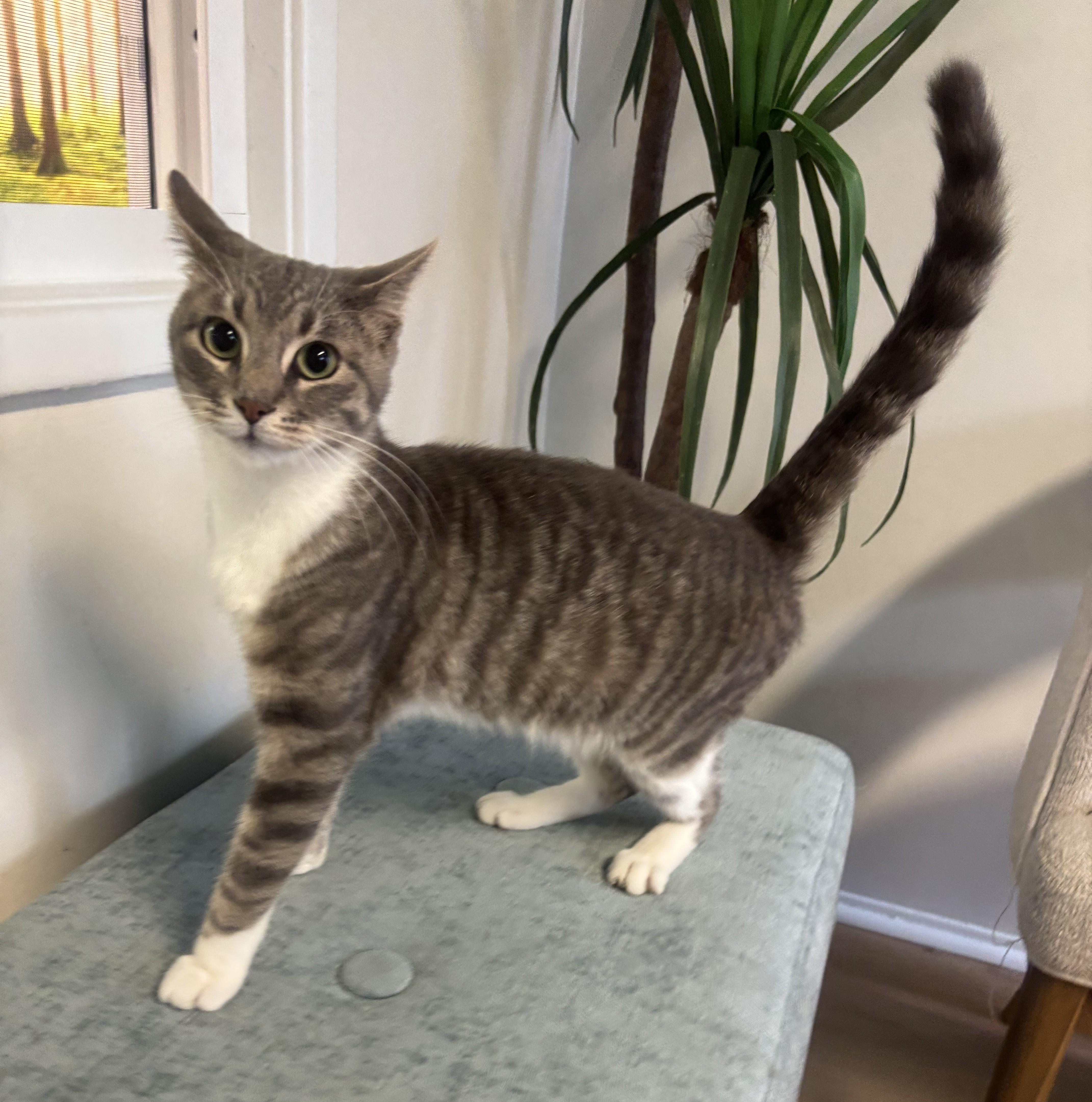 Mickey, an adopted Domestic Short Hair in Whittier, CA image 1/6