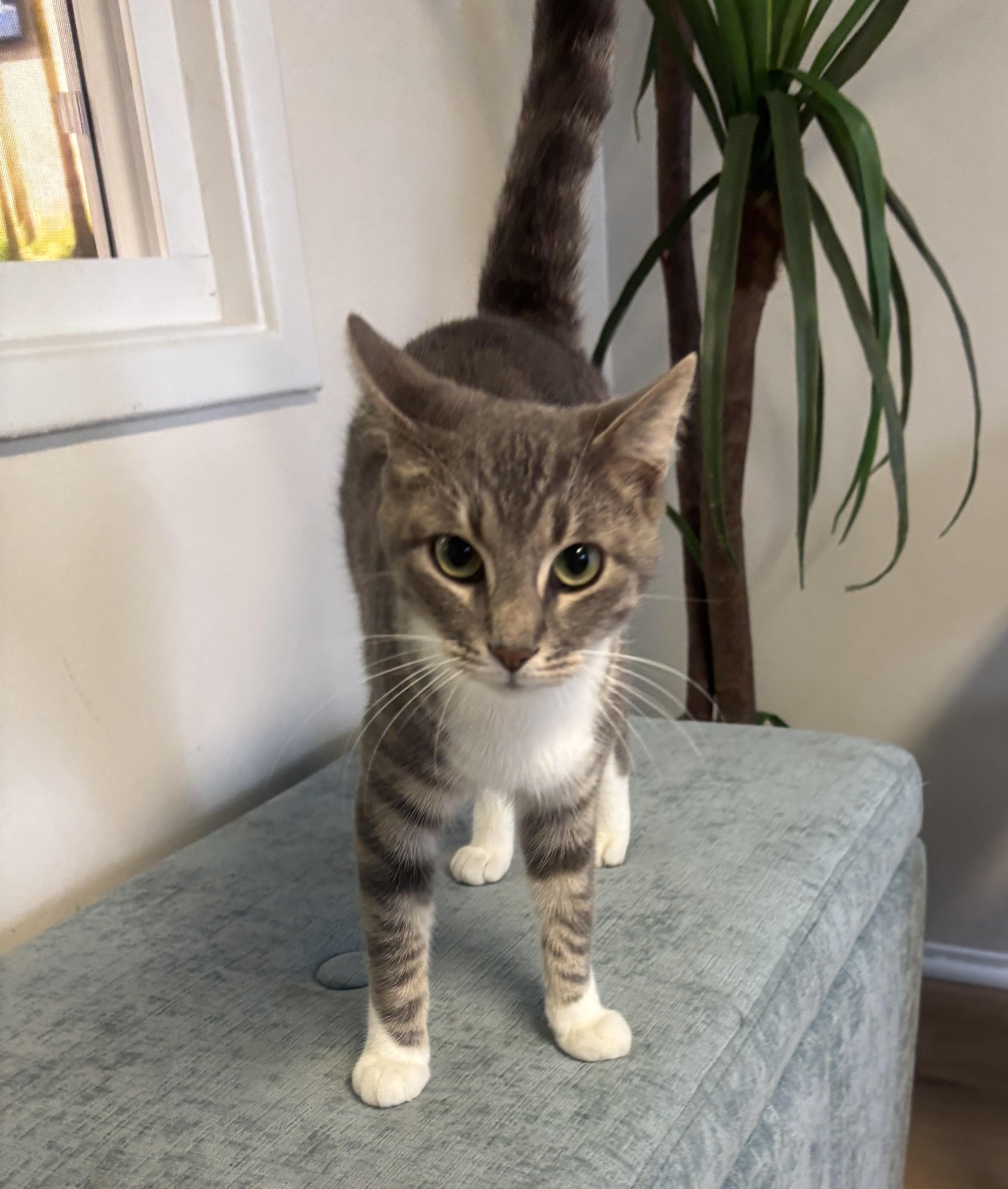 Mickey, an adopted Domestic Short Hair in Whittier, CA image 6/6