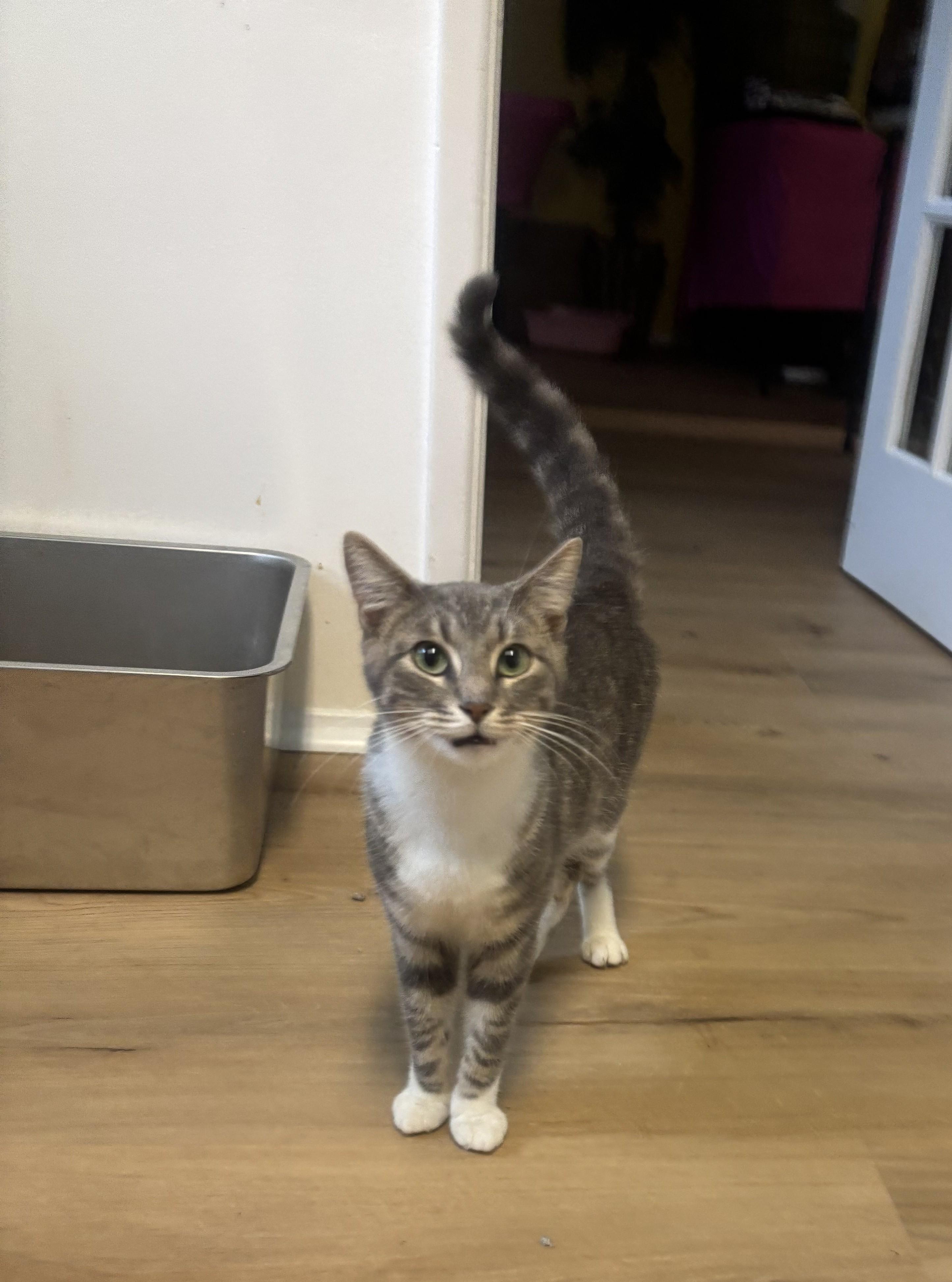 Mickey, an adopted Domestic Short Hair in Whittier, CA image 4/6
