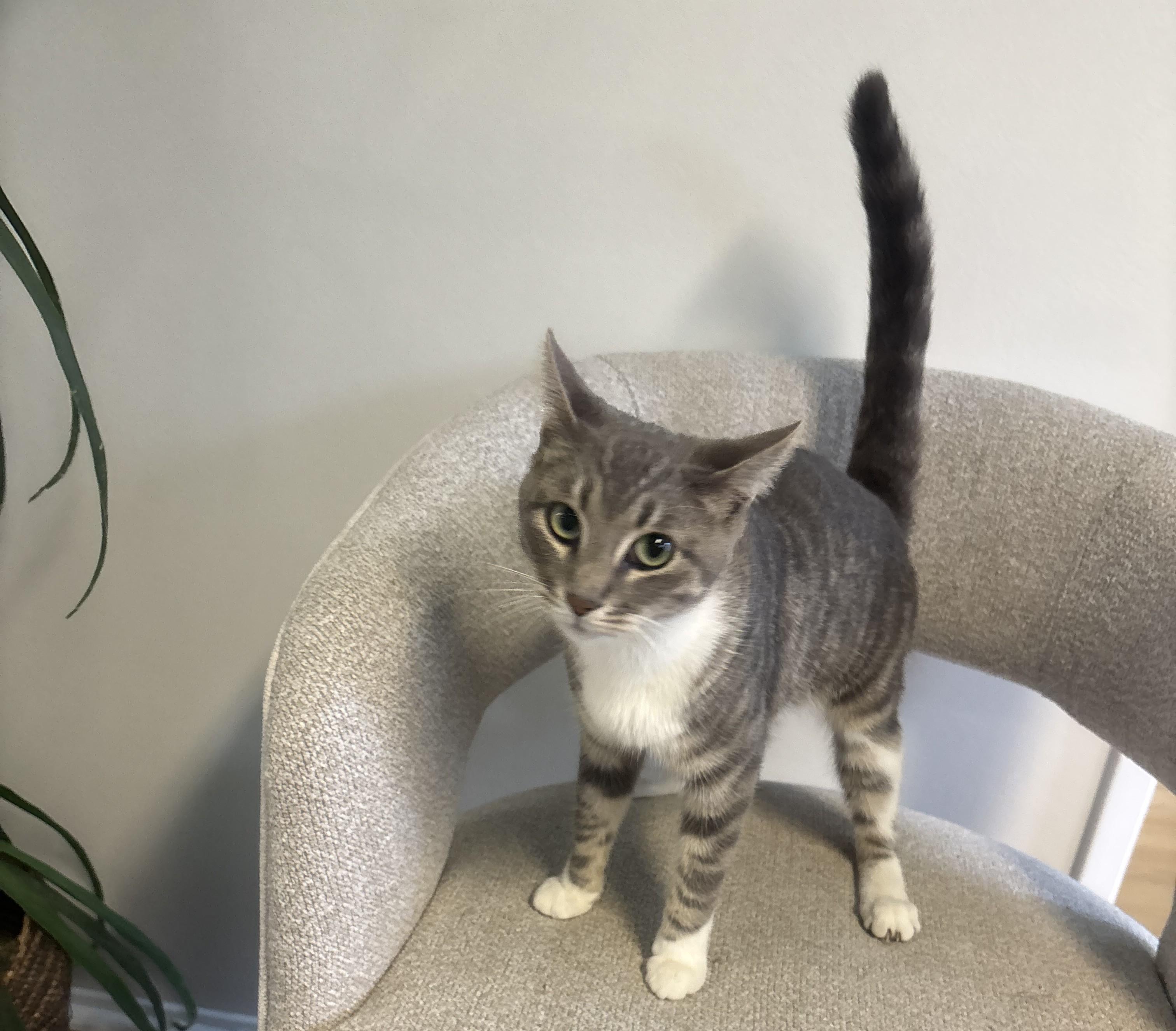 Mickey, an adopted Domestic Short Hair in Whittier, CA image 3/6