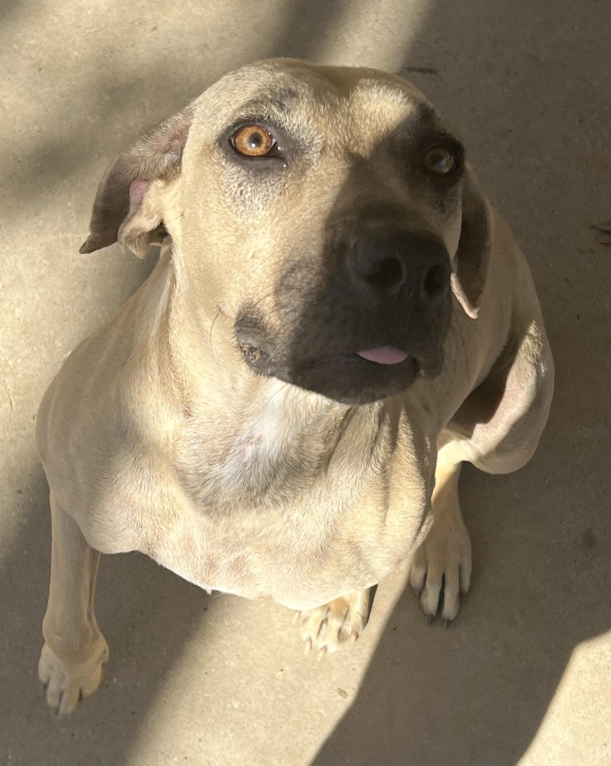 Annie, Adoptable, Adult Female Black Mouth Cur.