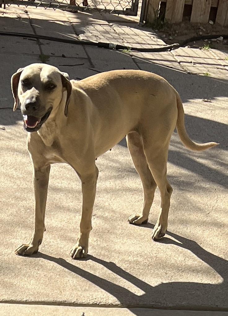 Enlarge Annie, a Adoptable mixed breed in Paradise, TX image 2/5