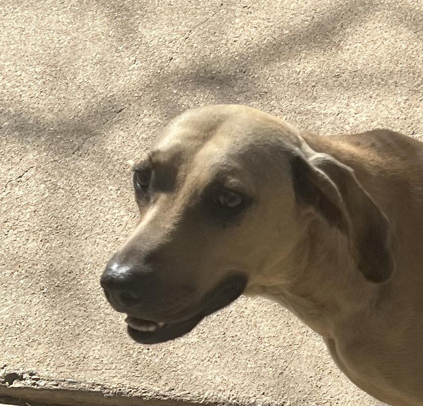 Enlarge Annie, a Adoptable mixed breed in Paradise, TX image 3/5